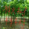 黄军伟的一亩田店铺