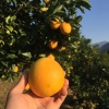 刘声浩的一亩田店铺