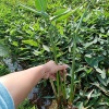 梧州市群锋水生植物有限公司的一亩田店铺