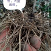 冀宁宁的一亩田店铺
