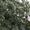 潍坊市寒亭区福厂果蔬合作社的一亩田店铺