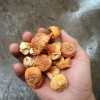 王治强的一亩田店铺