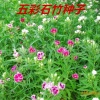 帅轩苗木场的一亩田店铺