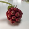 石杰昌的一亩田店铺