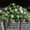 育兴农业的一亩田店铺