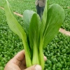 山东曹县富亿民种植合作社的一亩田店铺