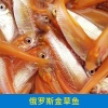 梁国珍的一亩田店铺