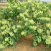 平邑鑫硕金银花种植的一亩田店铺