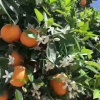 简阳中农重科苗木的一亩田店铺