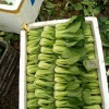 高思嫄的一亩田店铺