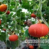河南青辰农业有限公司的一亩田店铺