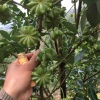 锦成苗木的一亩田店铺