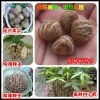 绿源苗木的一亩田店铺