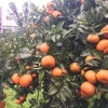张永高的一亩田店铺