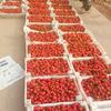 立宝水果草莓苗木种植基地的一亩田店铺