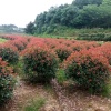 宏观绿化工程有限公司的一亩田店铺