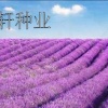 花鸿轩种业的一亩田店铺