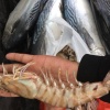 海星水产的一亩田店铺