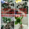 遂丰中药材种植专业合作社的一亩田店铺