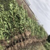 林炎琨的一亩田店铺
