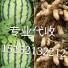 史云引的一亩田店铺