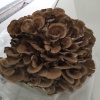 丰旺食用菌专业合作社的一亩田店铺