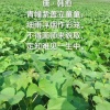 朱淮光的一亩田店铺
