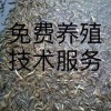 十号特种鱼苗场的一亩田店铺
