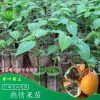 小六果苗场的一亩田店铺