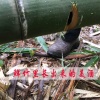 鲜竹酿竹筒酒的一亩田店铺