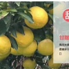 江勤的一亩田店铺