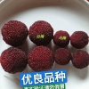 湘农苗圃的一亩田店铺