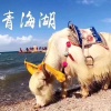 瑞轩牛羊肉副产品的一亩田店铺