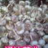 强达蒜业的一亩田店铺