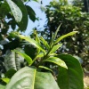 岩胆初制茶坊的一亩田店铺