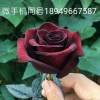 张安琪的一亩田店铺