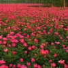 木一花卉苗木有限公司的一亩田店铺