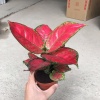 李惠敏的一亩田店铺