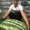 阜城县康美瓜菜种植农民专业合作社的一亩田店铺
