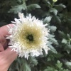 陈星星花卉种植家庭农场的一亩田店铺