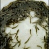 合水鸣兴水产养殖场的一亩田店铺