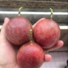 刘盛辉的一亩田店铺
