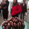罗永康的一亩田店铺
