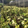 石斛种植合作社的一亩田店铺