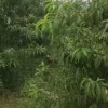 李秋林的一亩田店铺