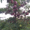 小马水果蔬菜批发的一亩田店铺
