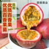 醉香果的一亩田店铺