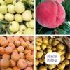 山地干鲜果品代办的一亩田店铺