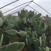芦荟种植场的一亩田店铺