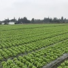成都柏君农业有限公司的一亩田店铺
